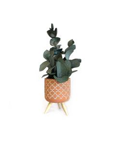 Mood Evora - Mini Eucalyptus