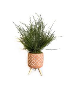Mood Evora - Mini Tree Fern