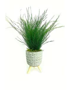 Mood Porto - Mini Tree Fern