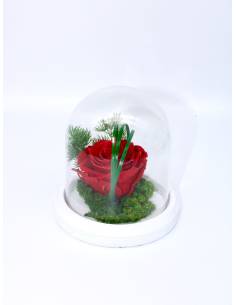 Rose éternelle Rouge dans sa cloche XS
