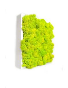 Tableau végétal stabilisé lichen Vert Citron carré