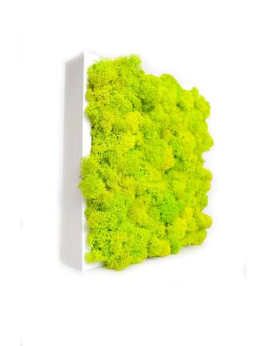 Tableau végétal stabilisé lichen Vert Citron carré