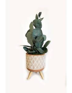 Mood Braga - Mini Eucalyptus
