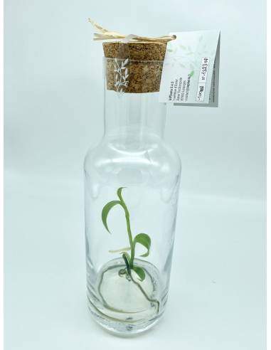 Plantaphore bouteille 1L Vanille, vue 7