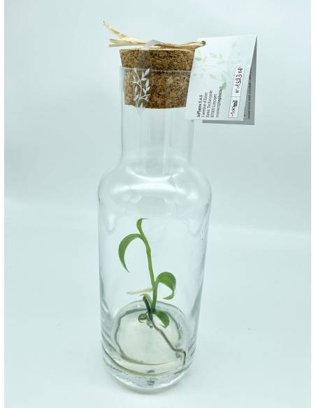 Plantaphore bouteille 1L Vanille, vue 7