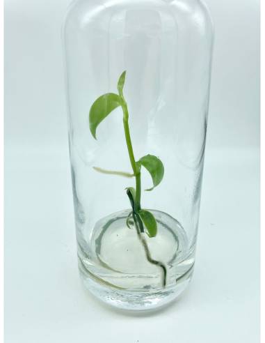 Plantaphore bouteille 1L Vanille, vue 6
