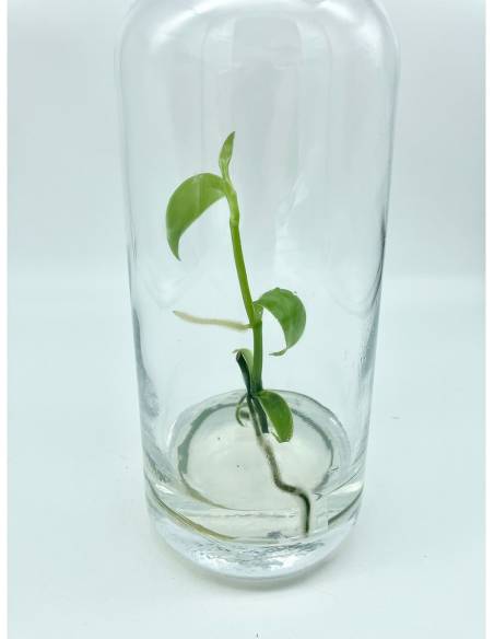 Plantaphore bouteille 1L Vanille, vue 6