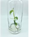Plantaphore bouteille 1L Vanille, vue 6