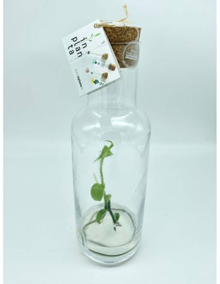 Plantaphore bouteille 1L Vanille, vue 8