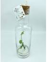 Plantaphore bouteille 1L Vanille, vue 8