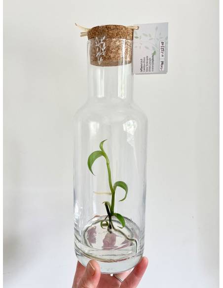Plantaphore bouteille 1L Vanille, vue 4