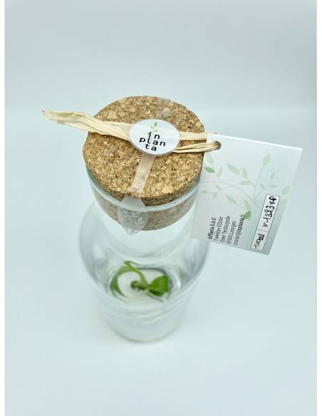 Plantaphore bouteille 1L Vanille, vue 9