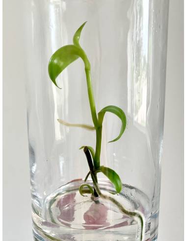 Plantaphore bouteille 1L Vanille, vue 5