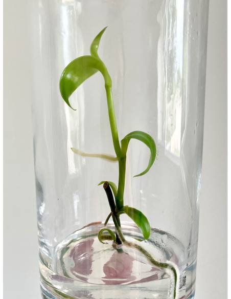 Plantaphore bouteille 1L Vanille, vue 5