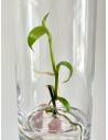 Plantaphore bouteille 1L Vanille, vue 5