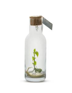 Plantaphore bouteille 1L Vanille