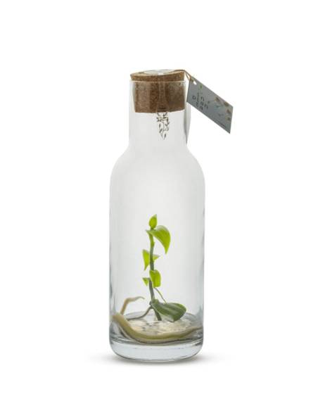 Plantaphore bouteille 1L Vanille