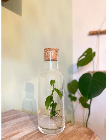 Plantaphore bouteille 1L Vanille, vue 3