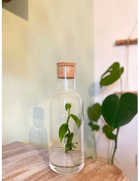 Plantaphore bouteille 1L Vanille, vue 3