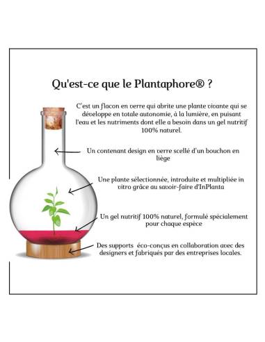 Plantaphore bouteille 1L Vanille, vue 11