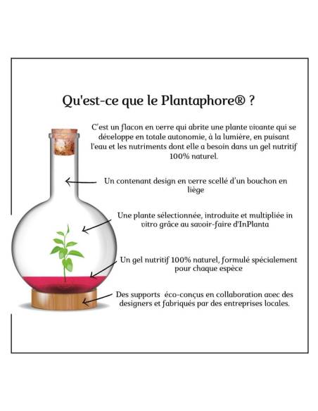 Plantaphore bouteille 1L Vanille, vue 11