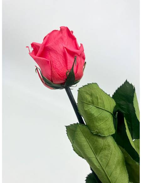 Rose Eternelle Stabilisée Rose Fuchsia