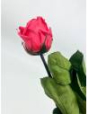 Rose Eternelle Stabilisée Rose Fuchsia