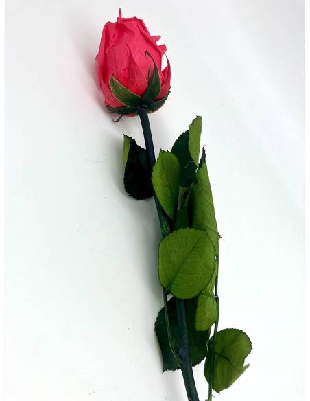 Rose Eternelle Stabilisée Rose Fuchsia, vue 2