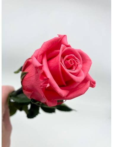 Rose Eternelle Stabilisée Rose Fuchsia, vue 3