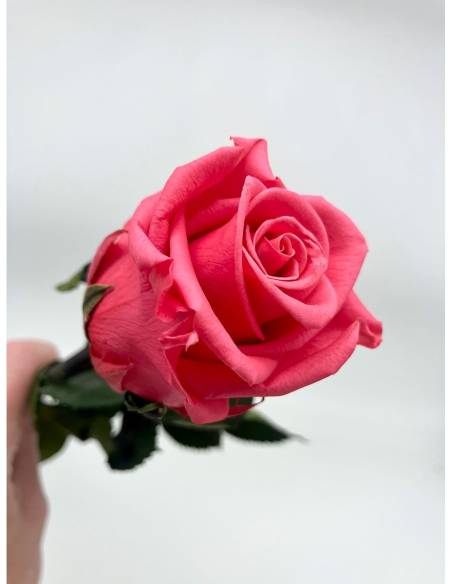 Rose Eternelle Stabilisée Rose Fuchsia, vue 3