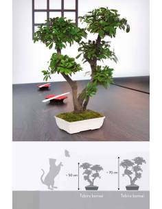 Bonsai Tobira Tenuifolium