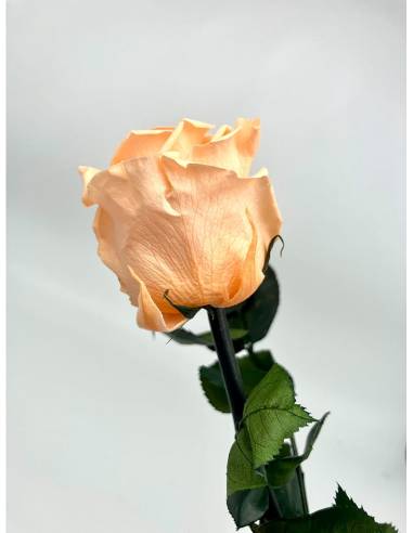 Rose éternelle stabilisée Rose Pêche, vue 4
