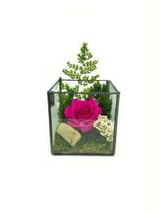 Cube Terra rose éternelle Fuschia