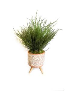 Mood Braga - Mini Tree Fern
