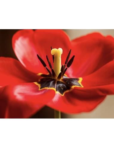 Bougie parfumée au parfum de Grasse - Tulipe Sublime, vue 5