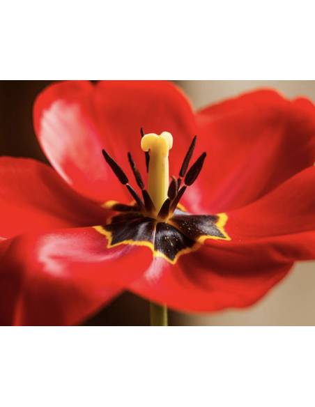 Bougie parfumée au parfum de Grasse - Tulipe Sublime, vue 5