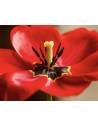 Bougie parfumée au parfum de Grasse - Tulipe Sublime, vue 5