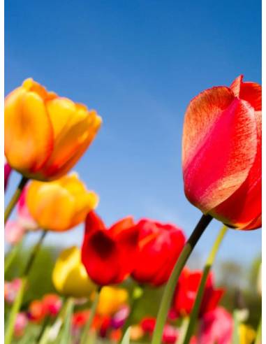 Bougie parfumée au parfum de Grasse - Tulipe Sublime, vue 4