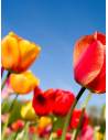 Bougie parfumée au parfum de Grasse - Tulipe Sublime, vue 4