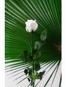Rose éternelle stabilisée Blanche - Gift box, vue 7