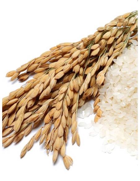 Bougie parfumée au parfum de Grasse - Poudre de Riz, vue 5