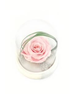 Rose éternelle rose dans sa cloche XS