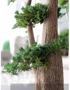 Bonsaï Stabilisé Jumbo Juniperus 2