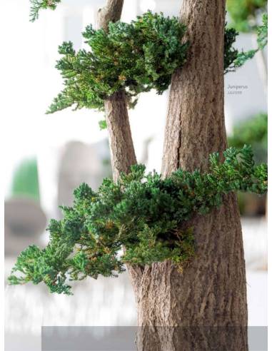 Bonsaï Stabilisé Jumbo Juniperus, vue 2