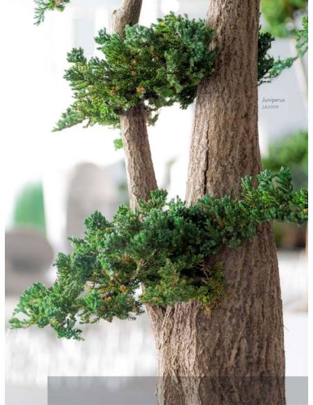 Bonsaï Stabilisé Jumbo Juniperus, vue 2