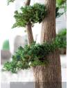 Bonsaï Stabilisé Jumbo Juniperus, vue 2