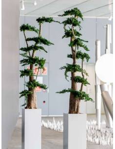 Bonsaï Stabilisé Jumbo Juniperus