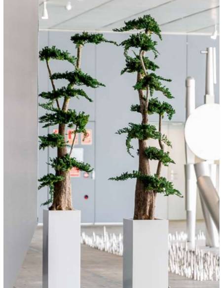 Bonsaï Stabilisé Jumbo Juniperus