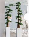 Bonsaï Stabilisé Jumbo Juniperus