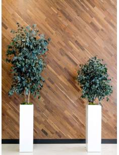Slim Populus tree